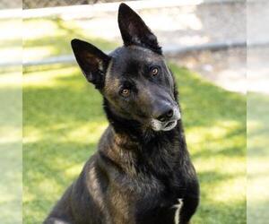 Mutt Dogs for adoption in Camarillo, CA, USA