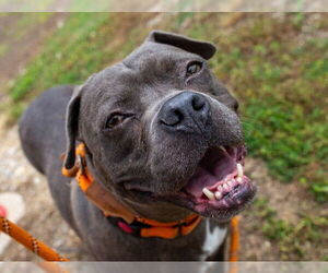 Bulldog-Staffordshire Bull Terrier Mix Dogs for adoption in Louisville, KY, USA