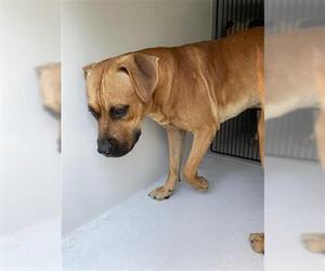 Boxer-Unknown Mix Dogs for adoption in Houston, TX, USA