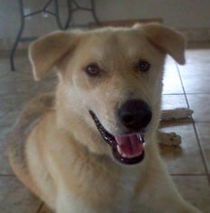 German Shepherd Dog-Great Pyrenees Mix Dogs for adoption in Cedar Park, TX, USA