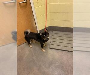 Shiba Inu Dogs for adoption in Forestville, MD, USA
