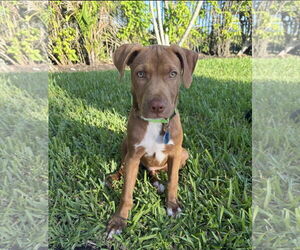Mutt Dogs for adoption in Royal Palm Beach, FL, USA