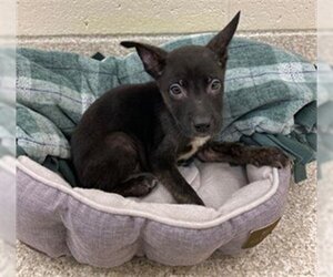 Schipperke-Unknown Mix Dogs for adoption in Saginaw, MI, USA