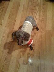 Poodle (Toy) Dogs for adoption in Harrisburg, PA, USA