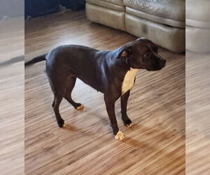Mutt Dogs for adoption in Westwood, NJ, USA