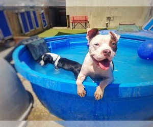 Boxer Dogs for adoption in El Cajon, CA, USA