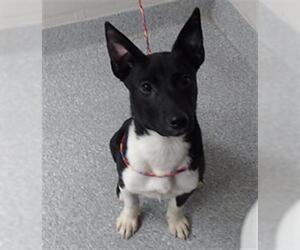 Australian Kelpie-Unknown Mix Dogs for adoption in Pasadena, TX, USA