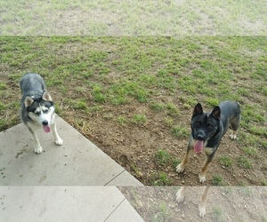 German Shepherd Dog Dogs for adoption in Maquoketa, IA, USA