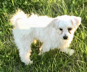 Maltese Dogs for adoption in Fort Wayne, IN, USA