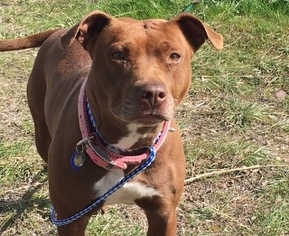 American Pit Bull Terrier Dogs for adoption in Polson, MT, USA