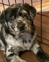 Medium Photo #1 Sheprador Puppy For Sale in Livonia, MI, USA