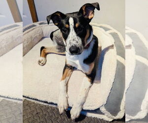 Mutt Dogs for adoption in Princeton, MN, USA