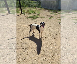 Mutt Dogs for adoption in Maquoketa, IA, USA