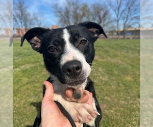 Mutt Dogs for adoption in Canton, CT, USA