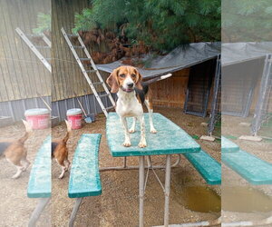Beagle-Unknown Mix Dogs for adoption in Westwood, NJ, USA