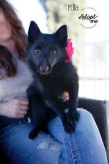 Schipperke Dogs for adoption in Los Angeles, CA, USA