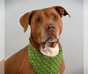Medium Photo #1 American Pit Bull Terrier Puppy For Sale in Fort Collins, CO, USA