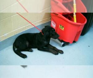 Black and Tan Coonhound Dogs for adoption in Tulsa, OK, USA