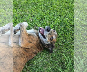 Black Mouth Cur-Unknown Mix Dogs for adoption in Oakhurst, NJ, USA