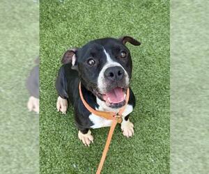 American Pit Bull Terrier-Unknown Mix Dogs for adoption in Fayetteville, NC, USA