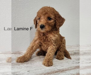 Goldendoodle (Miniature) Dogs for adoption in Studio City, CA, USA
