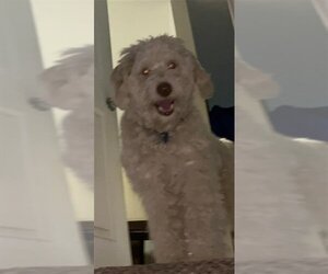 Bordoodle Dogs for adoption in Ogden, UT, USA