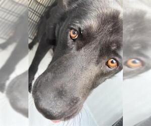 German Shepherd Dog-Unknown Mix Dogs for adoption in Houston, TX, USA