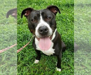 American Pit Bull Terrier Dogs for adoption in Louisville, KY, USA