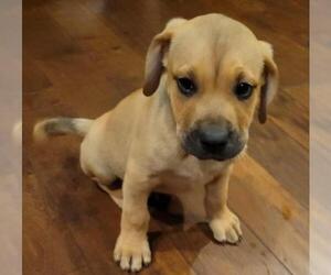 Black Mouth Cur Dogs for adoption in Poplar Bluff, MO, USA