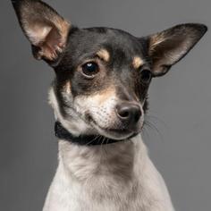 Rat Terrier Dogs for adoption in Redmond, WA, USA