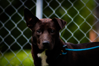 Labrador Retriever-Unknown Mix Dogs for adoption in Rogersville, TN, USA