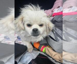 Pekingese Dogs for adoption in Stockton, CA, USA
