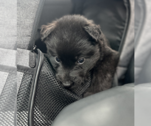 Australian Shepherd-Unknown Mix Dogs for adoption in Brooklyn, NY, USA
