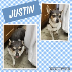 Chihuahua Dogs for adoption in Pine Grove, PA, USA