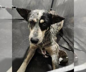 Mutt Dogs for adoption in San Antonio, TX, USA