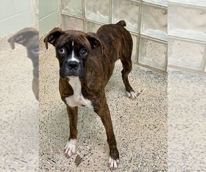 Boxer Dogs for adoption in Austin, TX, USA