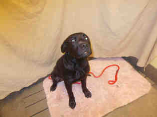 Mastador Dogs for adoption in Forestville, MD, USA