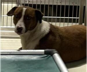 Dachshund-Unknown Mix Dogs for adoption in Bakersfield, CA, USA
