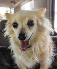 Dameranian Dogs for adoption in Gilbert, AZ, USA