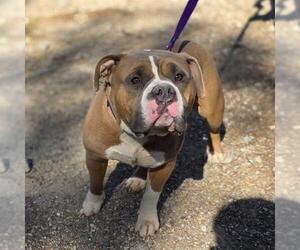Boxer-Unknown Mix Dogs for adoption in Las Vegas, NV, USA
