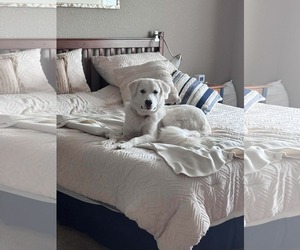 Golden Pyrenees Dogs for adoption in Minneapolis, MN, USA