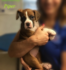 Boxer Dogs for adoption in Chester, IL, USA
