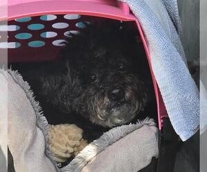 Maltipoo Dogs for adoption in Pasadena, CA, USA
