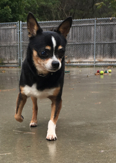 Chihuahua Dogs for adoption in Shaftsbury, VT, USA