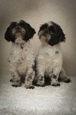 Shih Tzu Dogs for adoption in Weston, FL, USA