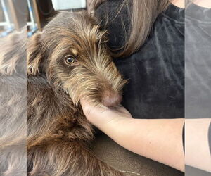 Miniature Labradoodle Dogs for adoption in Okolona, MS, USA