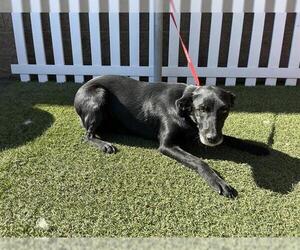 Border Collie-Unknown Mix Dogs for adoption in Modesto, CA, USA