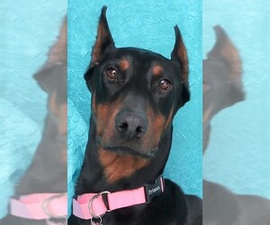 Doberman Pinscher Dogs for adoption in Cuba, NY, USA
