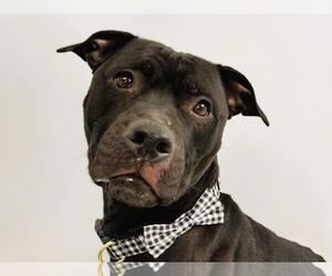 American Pit Bull Terrier-Unknown Mix Dogs for adoption in Fort Collins, CO, USA