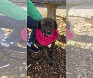 Labrador Retriever-Unknown Mix Dogs for adoption in Rustburg, VA, USA